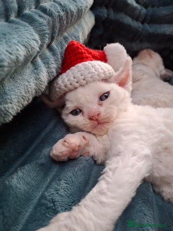 Devon Rex cats - Advert 1