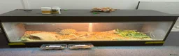Bearded Dragon reptiles for sale: Bearded dragons (2) in Daventry - Advert 2