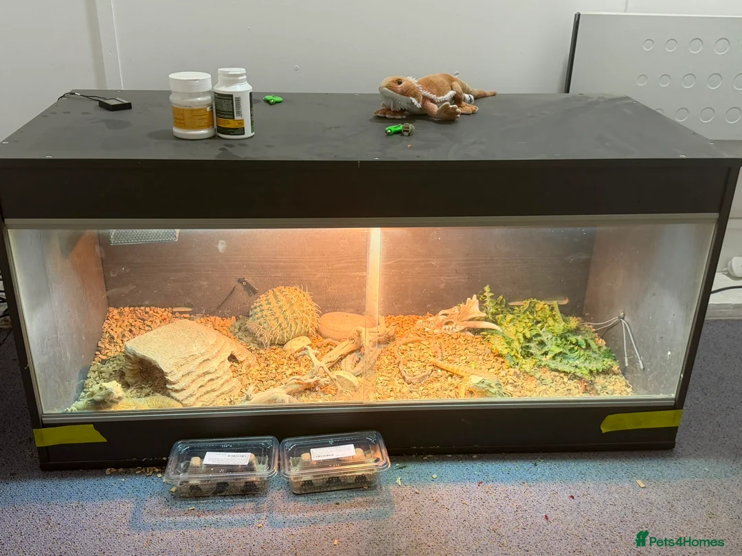 Bearded Dragon reptiles for sale: Bearded dragons (2) in Daventry - Advert 2