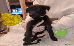 Whippet dogs for sale: Whippet  - Image 2