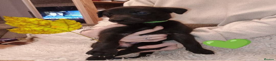 Whippet Puppy 2 green
