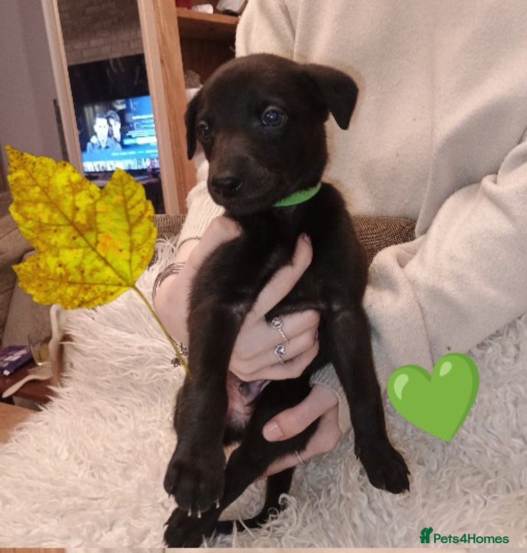 Whippet dogs for sale: Whippet  - Image 2