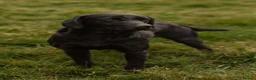 Labrador Retriever dogs for stud: Braemossrose Samson at Stud - Advert 11
