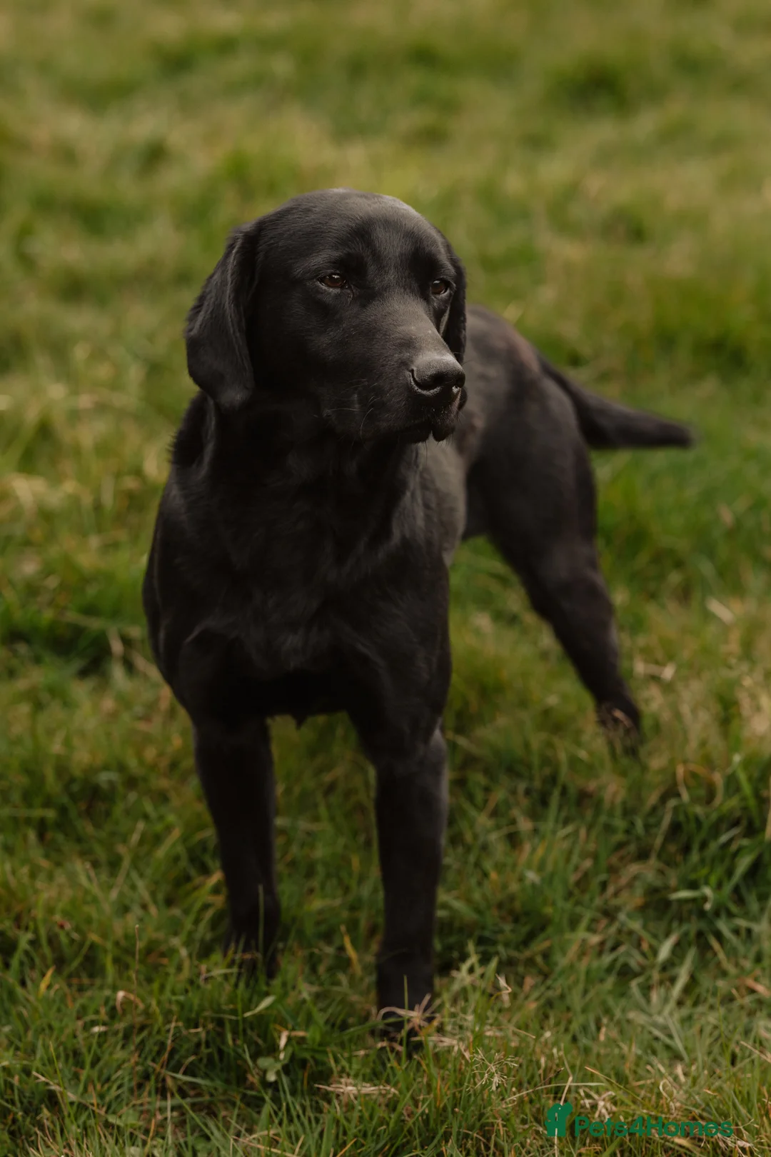Labrador Retriever dogs for stud: Braemossrose Samson at Stud - Advert 11