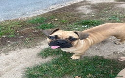 Mixed Breed dogs for sale: French bulldog x English bulldog  - Image 4