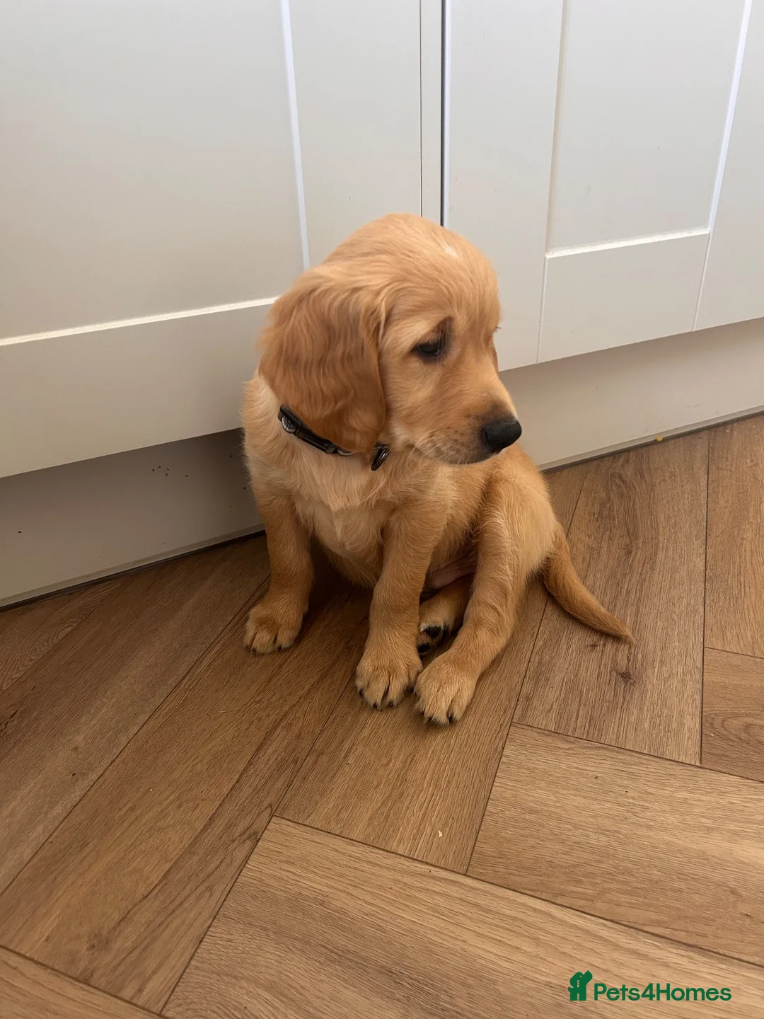 Golden Retriever dogs for sale: Beautiful sweet natured golden retriever boy  in Barry - Advert 6