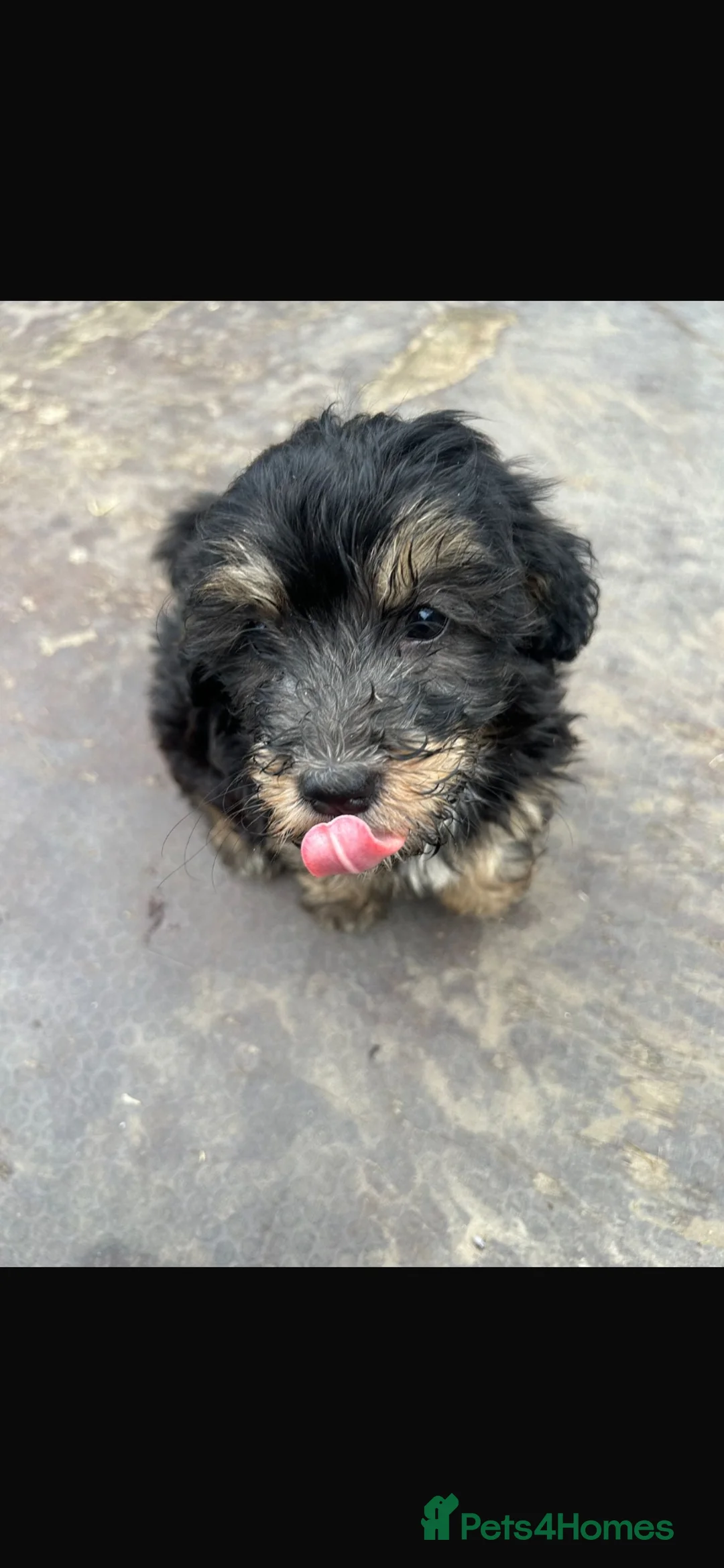 Lhasapoo dogs for sale: 1 gorgous lhasapoos - Advert 2