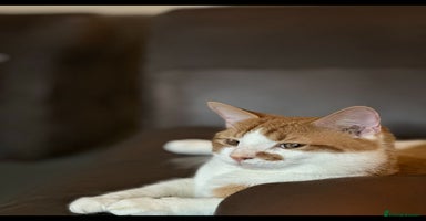 European cats - Advert 3