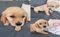 Golden Retriever dogs for sale: 3 beautiful boys awaiting their forever homes 🐶 - Image 1