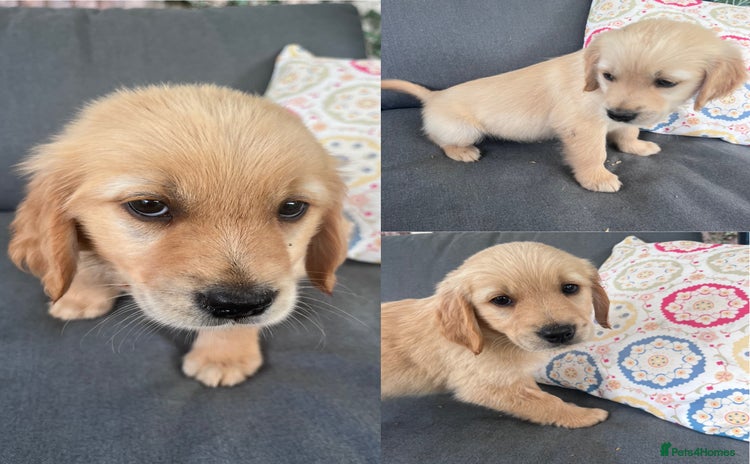Golden Retriever dogs - Advert 8