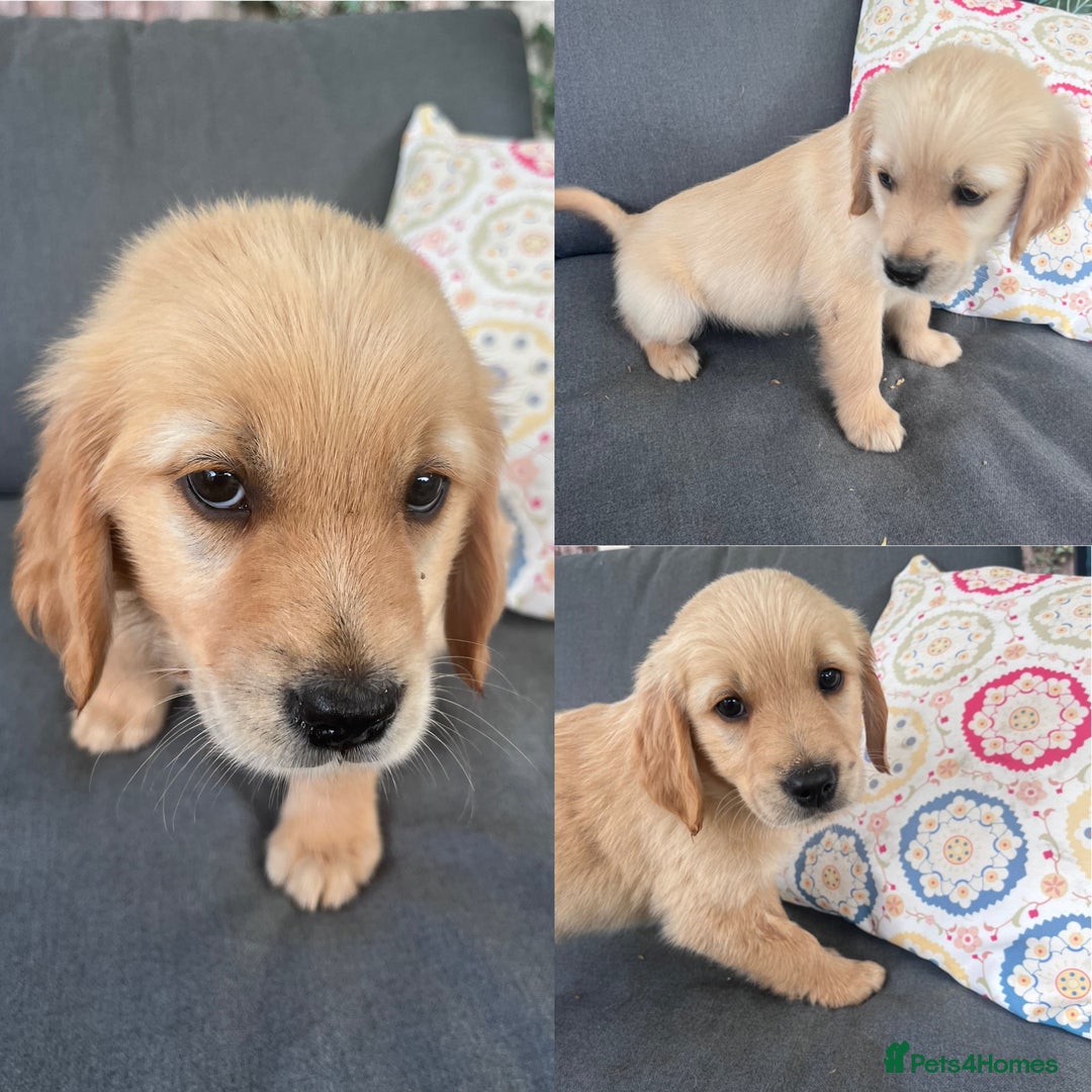 Golden Retriever dogs for sale: 3 beautiful boys awaiting their forever homes 🐶 - Image 1