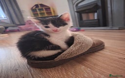 Mixed Breed cats for sale: 2 gorgeous male kittens  - Image 1