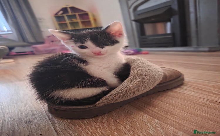 Mixed Breed cats - Advert 1
