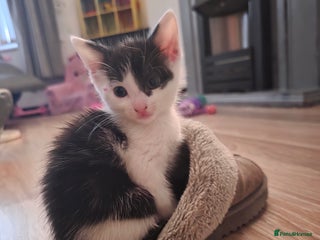 Mixed Breed cats - Advert 36