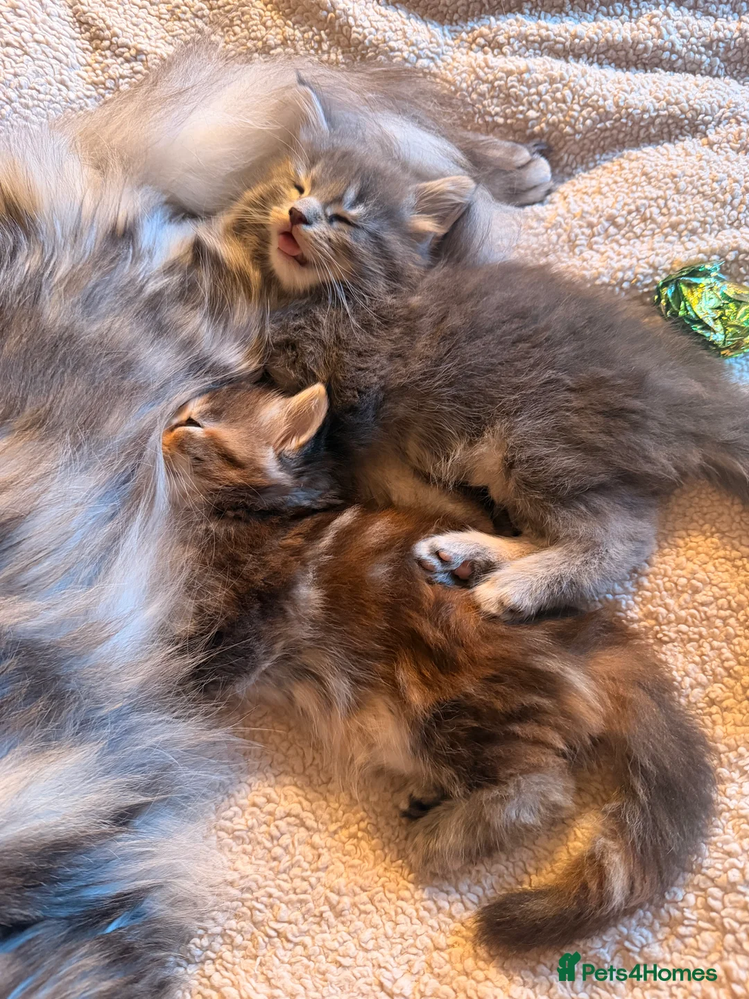 Maine Coon cats for sale: Maine coon kittens - Advert 39