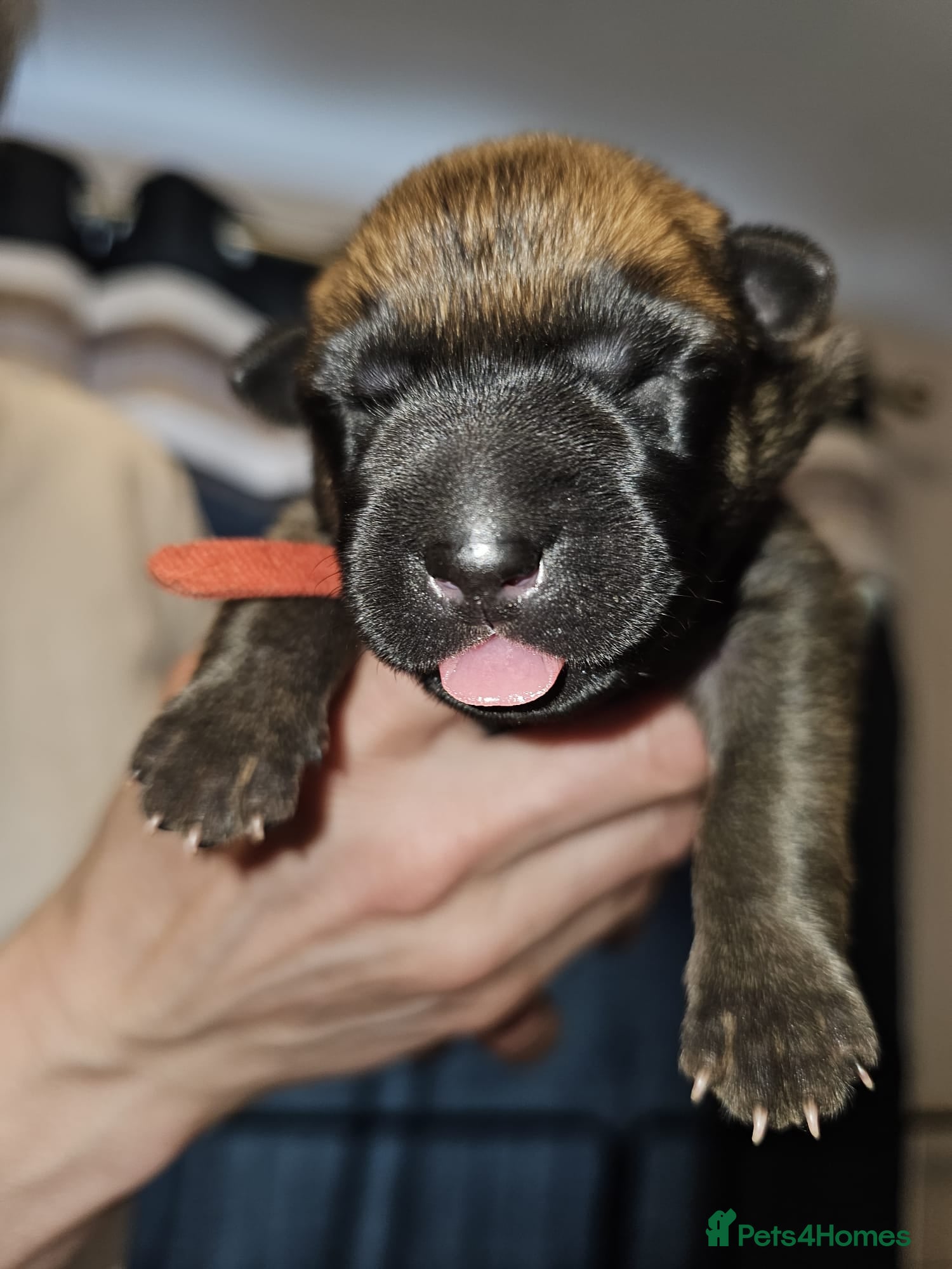 Belgian Shepherd Dog dogs for sale: Belgian Malinois Puppies for Sale (Working Line) - Advert 5