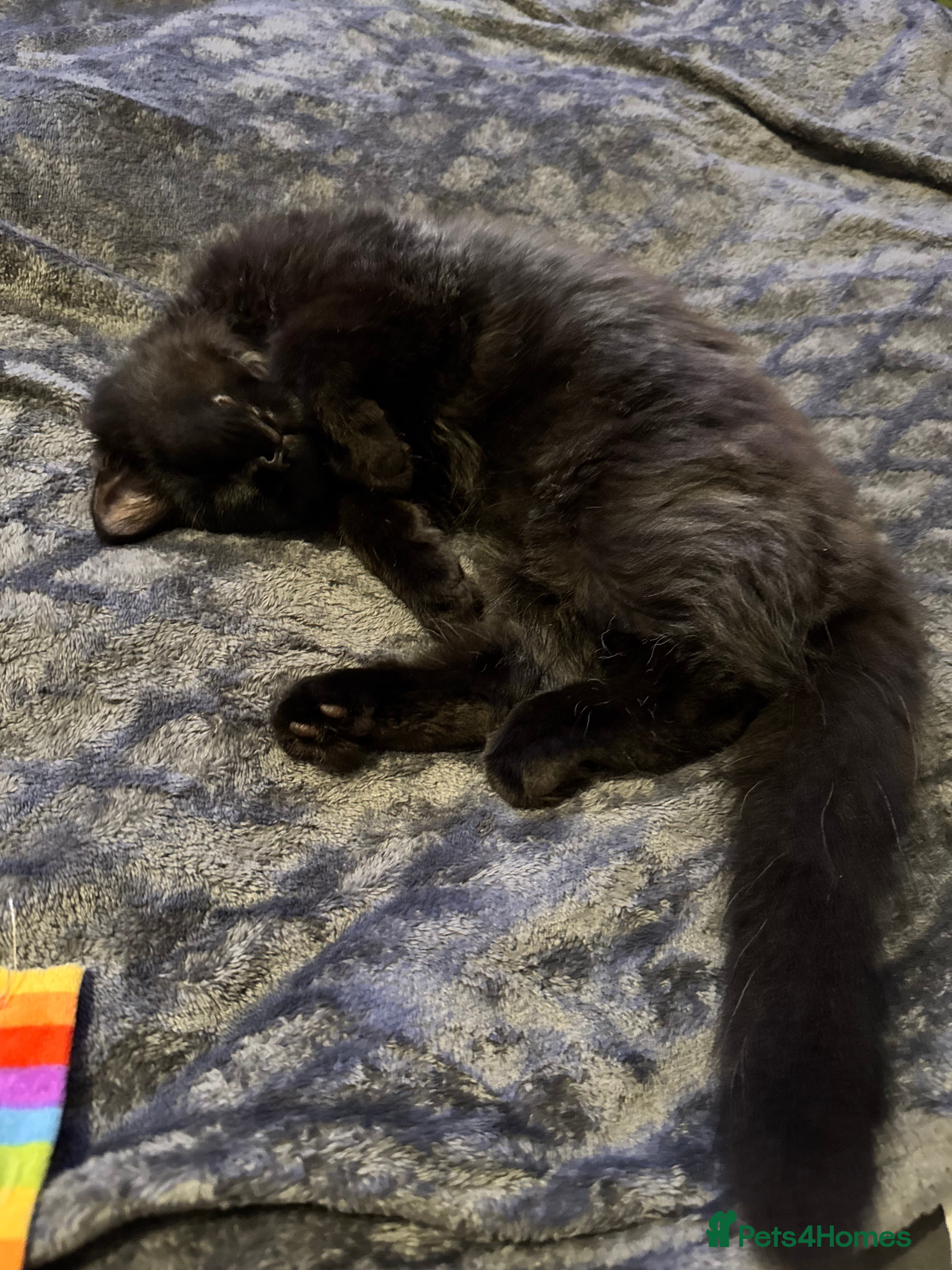 Mixed Breed cats  kitten - Advert 2