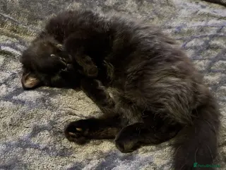 Mixed Breed cats kitten - Advert 2