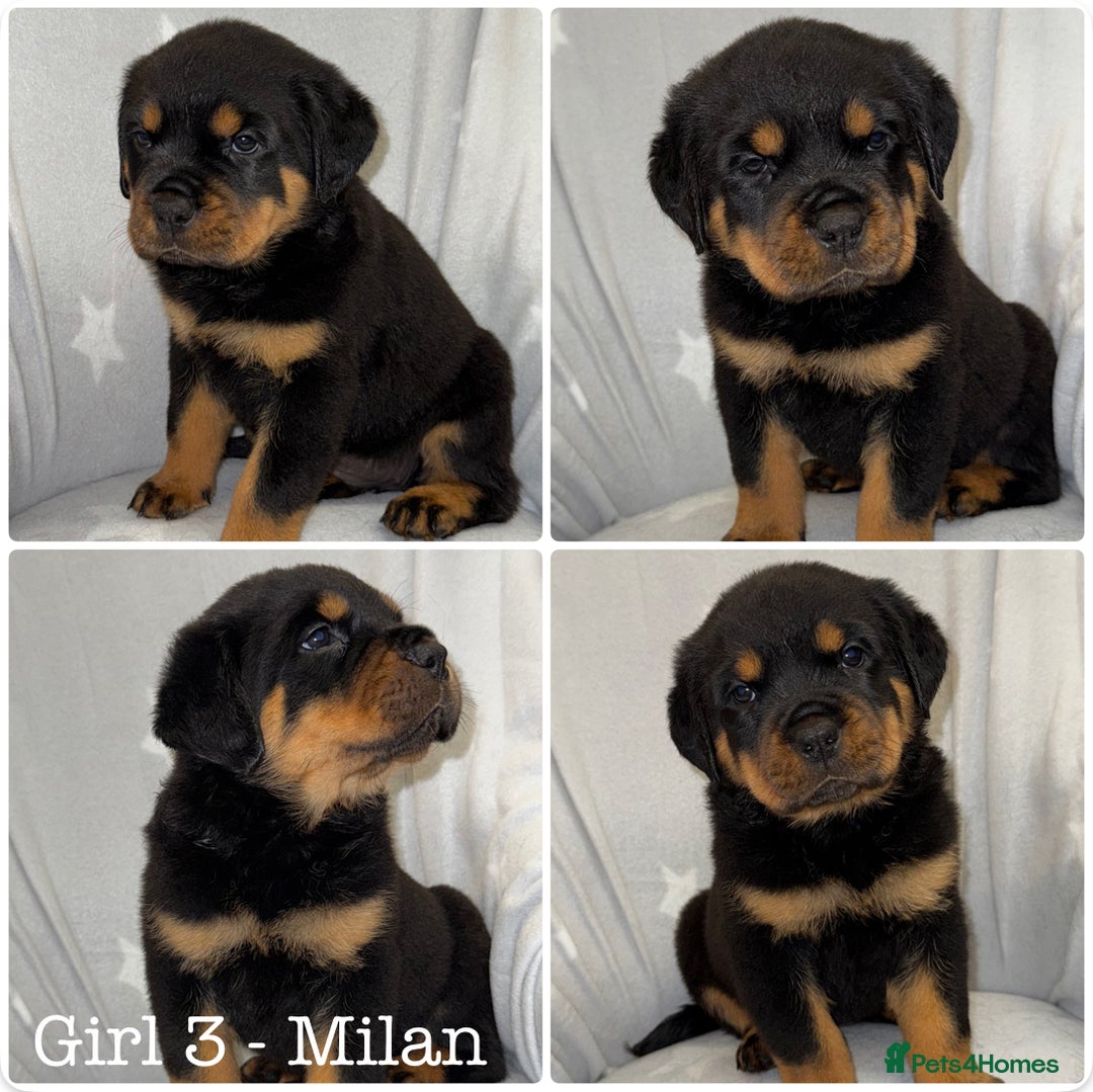 Rottweiler dogs for sale: **Stunning Rottweiler Puppies** - Image 4