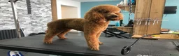 Cockapoo dogs for sale: Beautiful cockerpoo puppies  - Advert 13