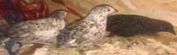 Quail poultry for sale: QUAILS/CHINESE PAINTED BUTTONS ! - Advert 20