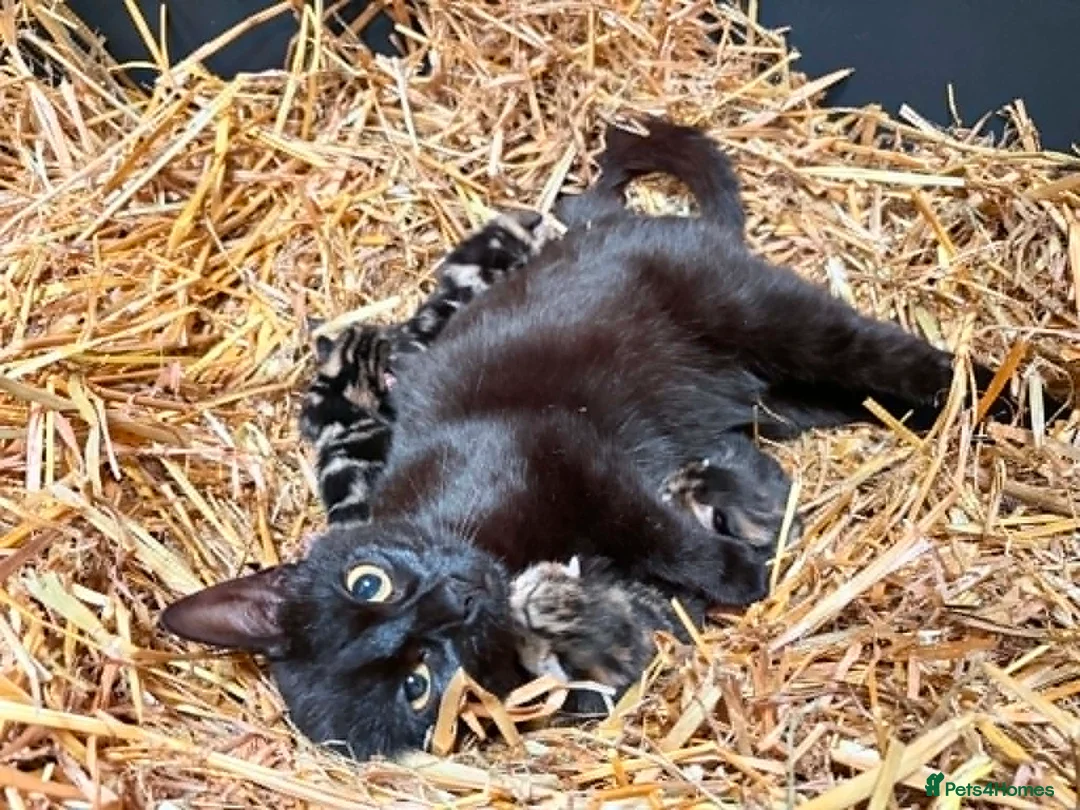 Mixed Breed cats for sale: OUTDOOR KITTENS - Advert 1