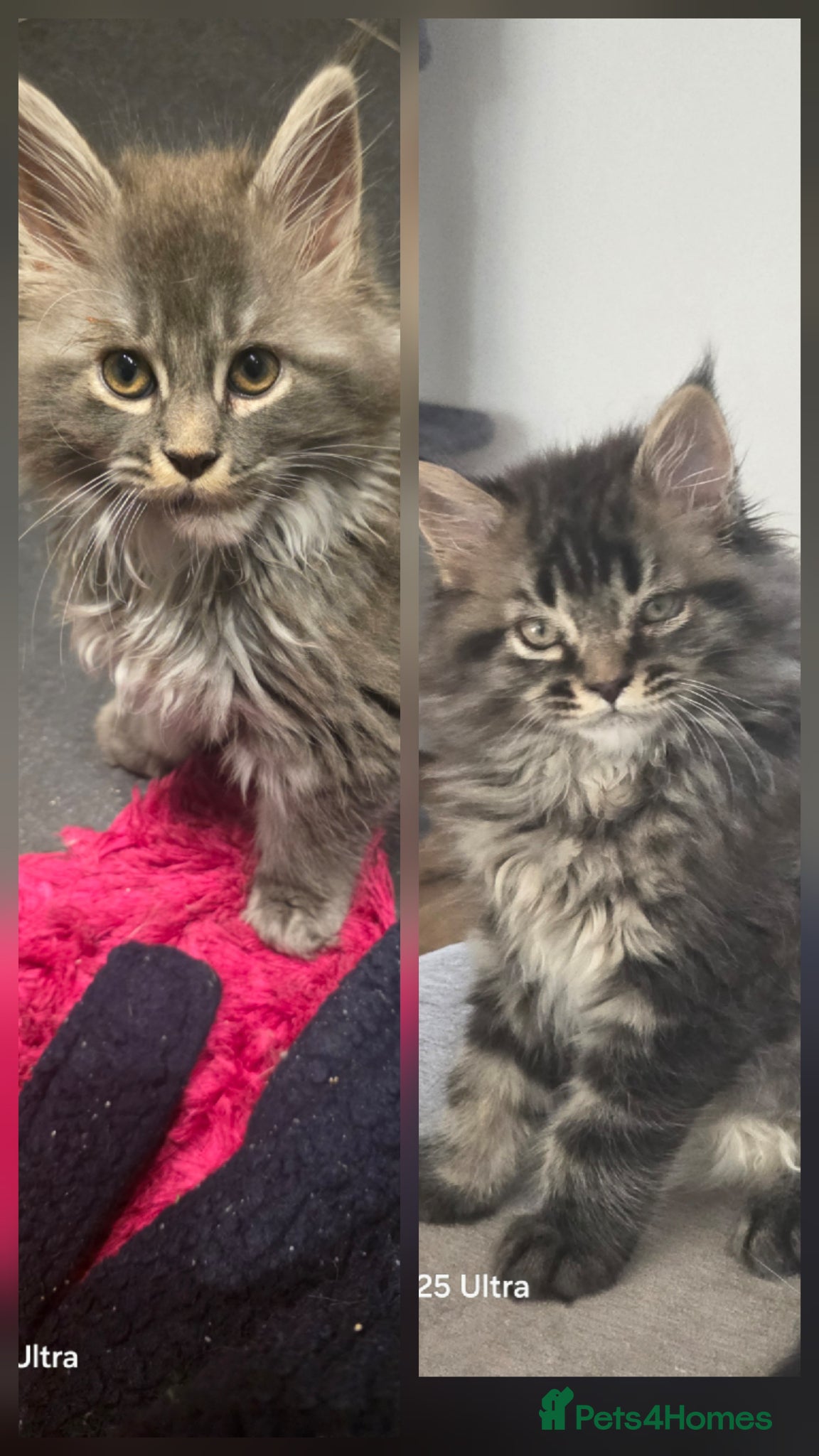 Maine Coon cats  Pure Maine coon kittens ready now 2 left 1b 1 g - Advert 4