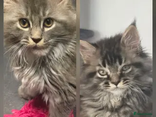 Maine Coon cats Pure Maine coon kittens ready now 2 left 1b 1 g - Advert 5