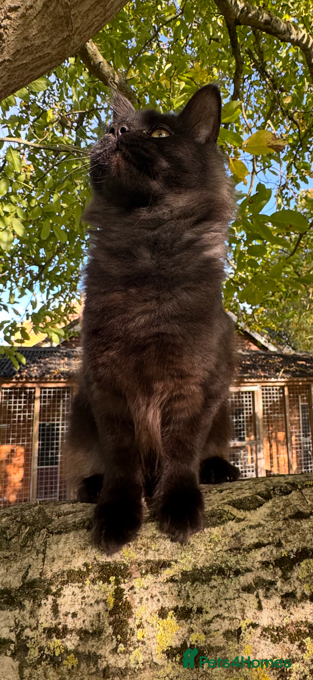 Maine Coon cats for sale: Three stunning pure bred Maine Coon girls - Image 4