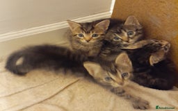 Bengal cats for sale: 6 Beautiful, Healthy Kittens - Image 2