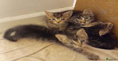 Bengal cats - Advert 16