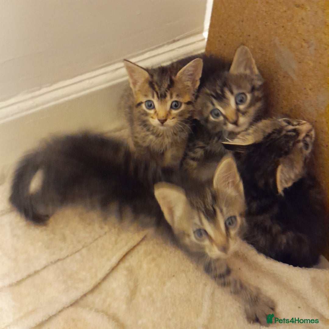 Bengal cats for sale: 6 Beautiful, Healthy Kittens - Image 2