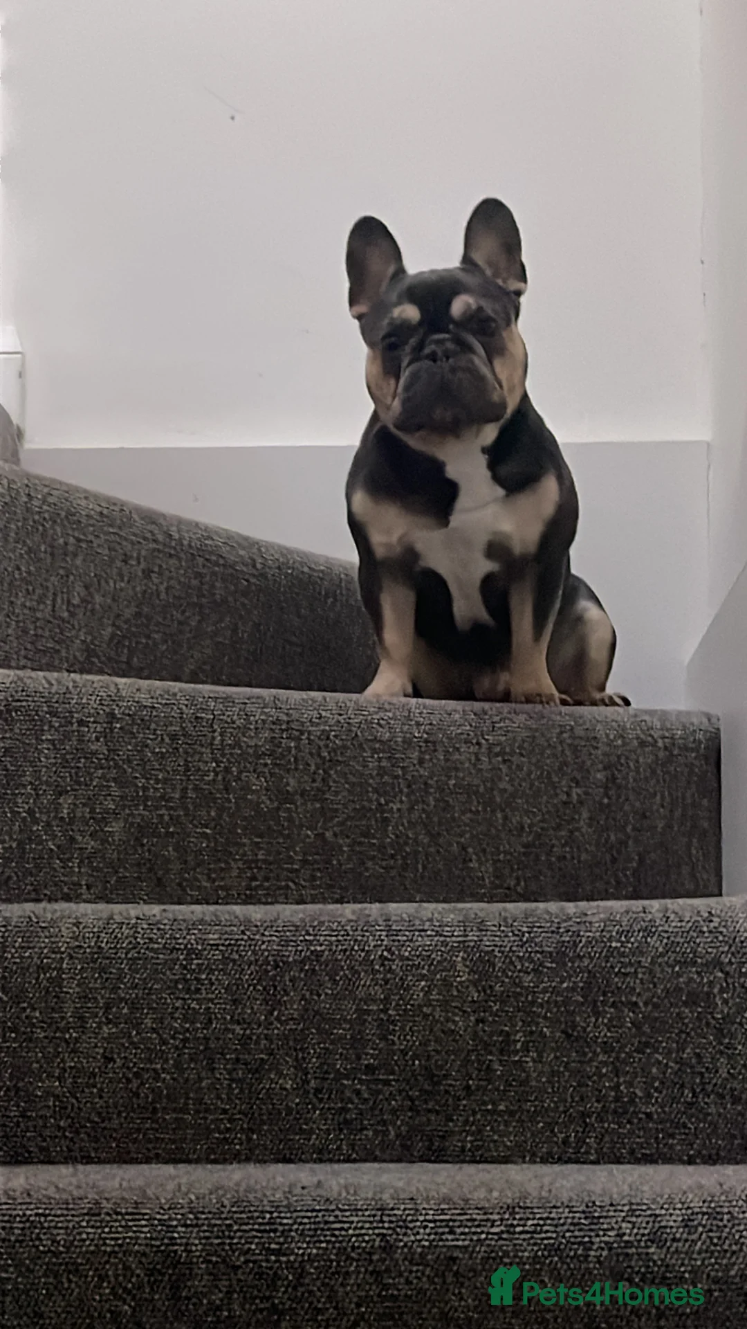 French Bulldog dogs for sale: Mr Rupert  in London - Advert 5