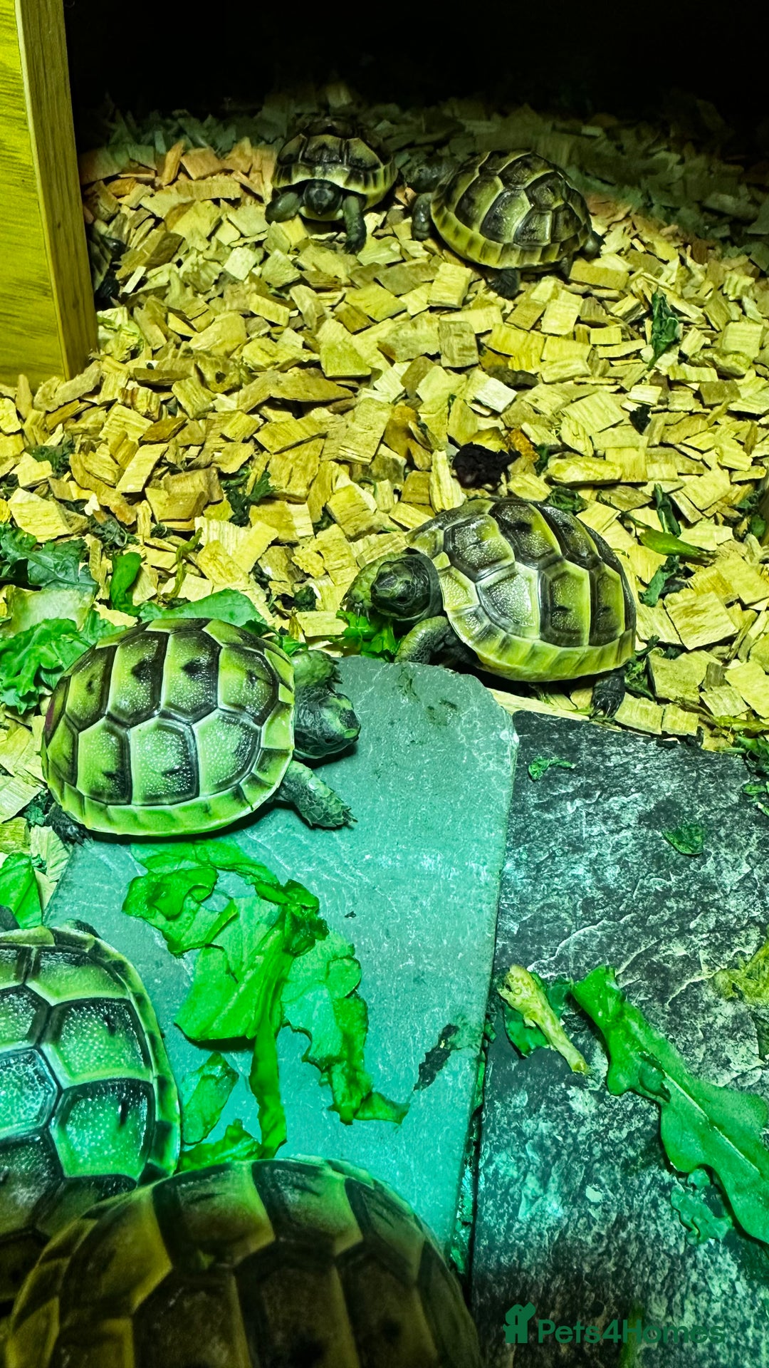 Tortoise reptiles for sale: Only 1 Babi left !! - Image 7