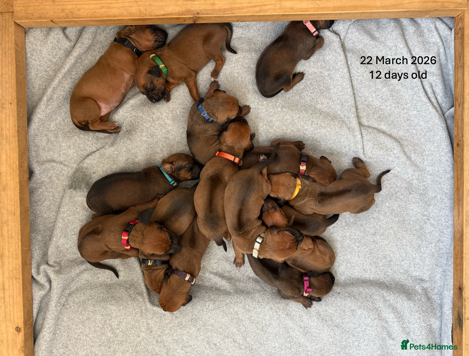 Rhodesian Ridgeback dogs Rhodesian Ridgeback Puppies - Advert 2