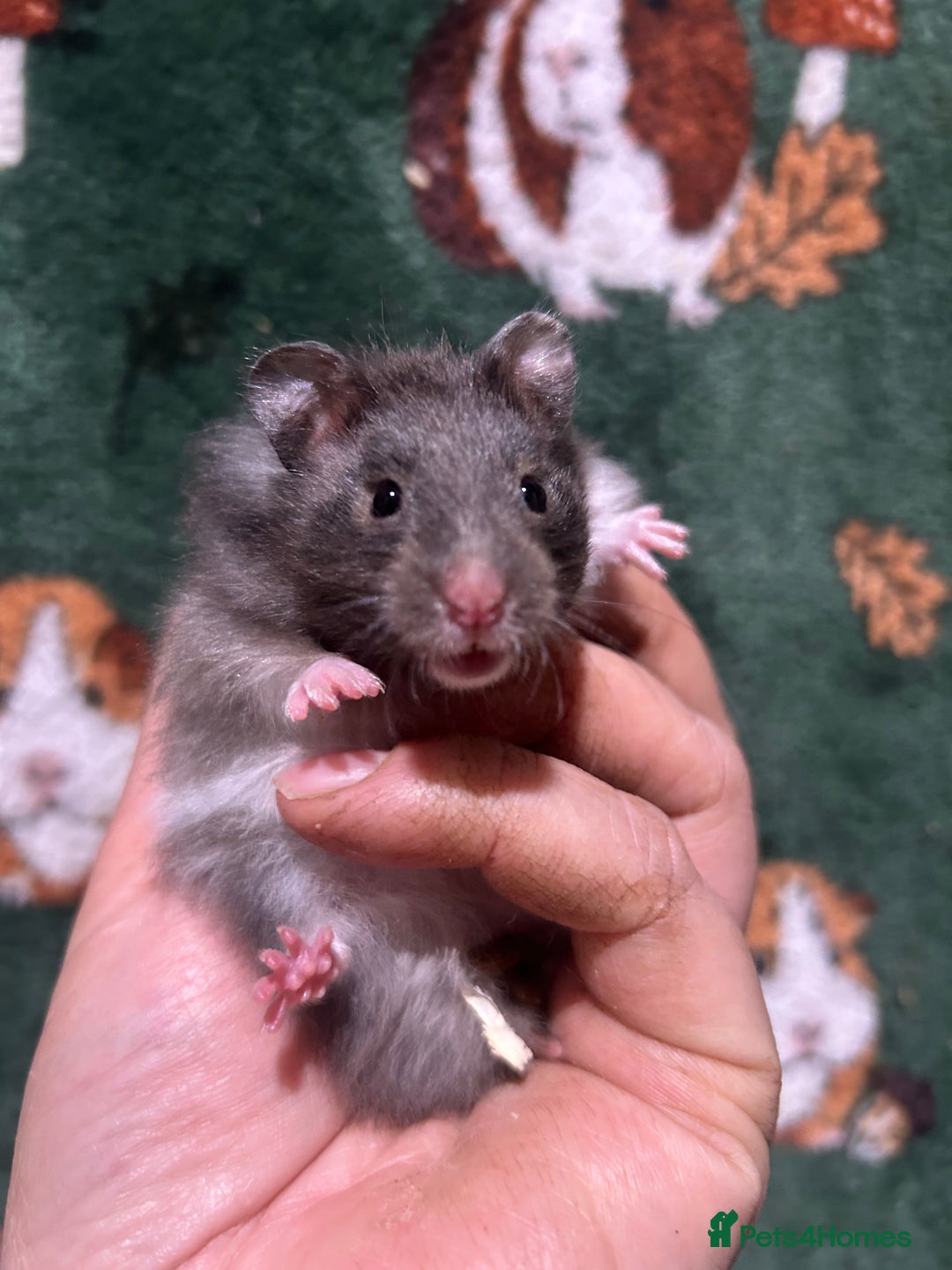 Hamster rodents for sale: Super Friendly Baby Hamsters  - Advert 8