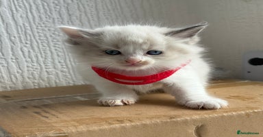 Ragdoll cats - Advert 4