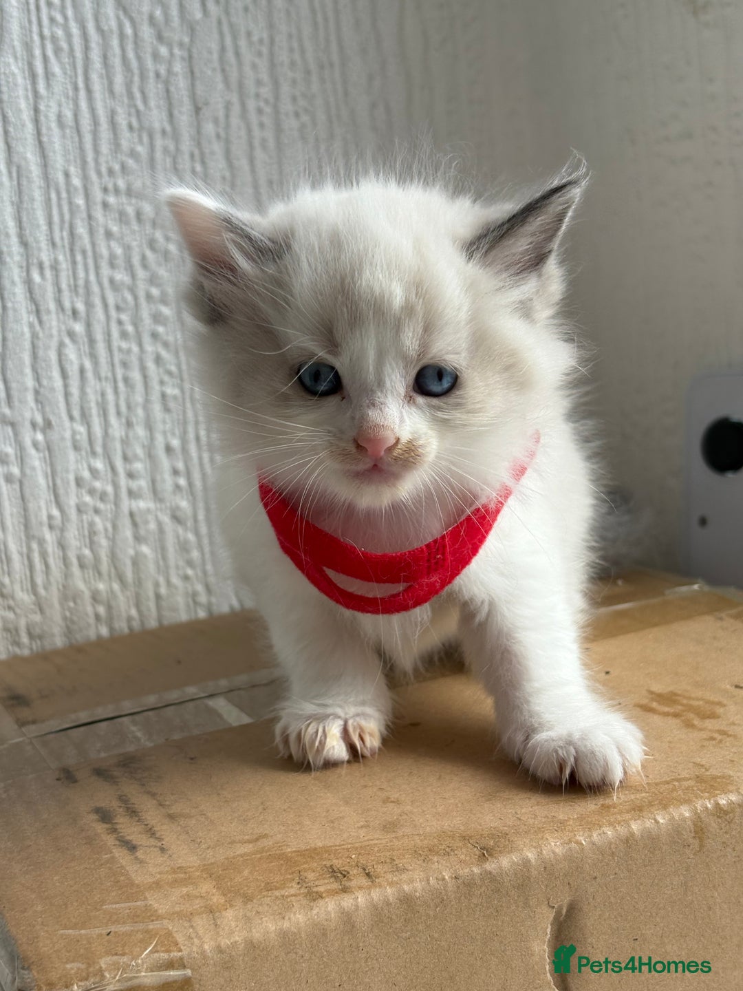 Ragdoll cats for sale: 💗 Our princess belle had 5 new kittens 💗 - Image 2