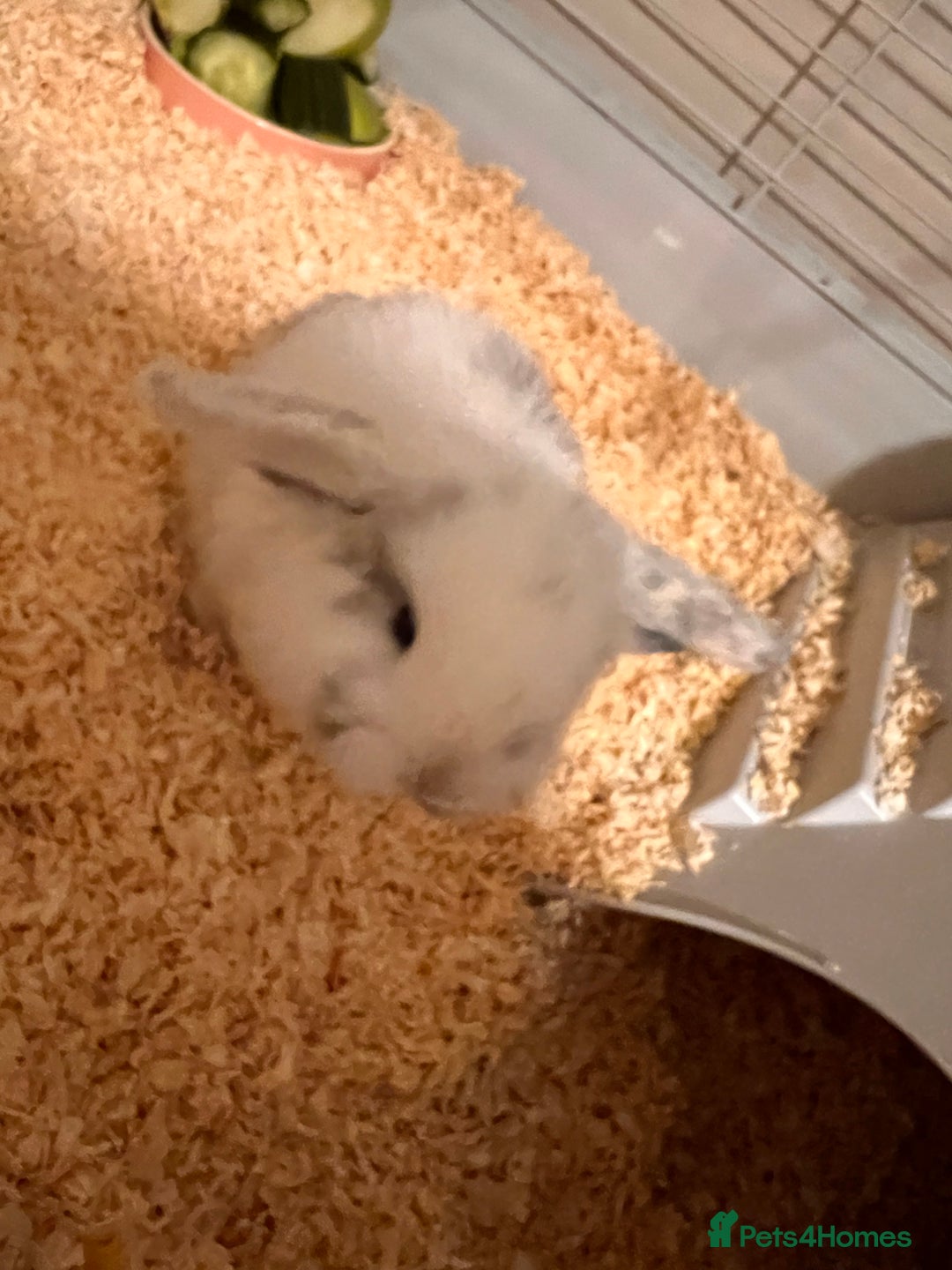 Mini Lop rabbits for sale: Mini lops for sale! Ready 5th January  - Advert 5