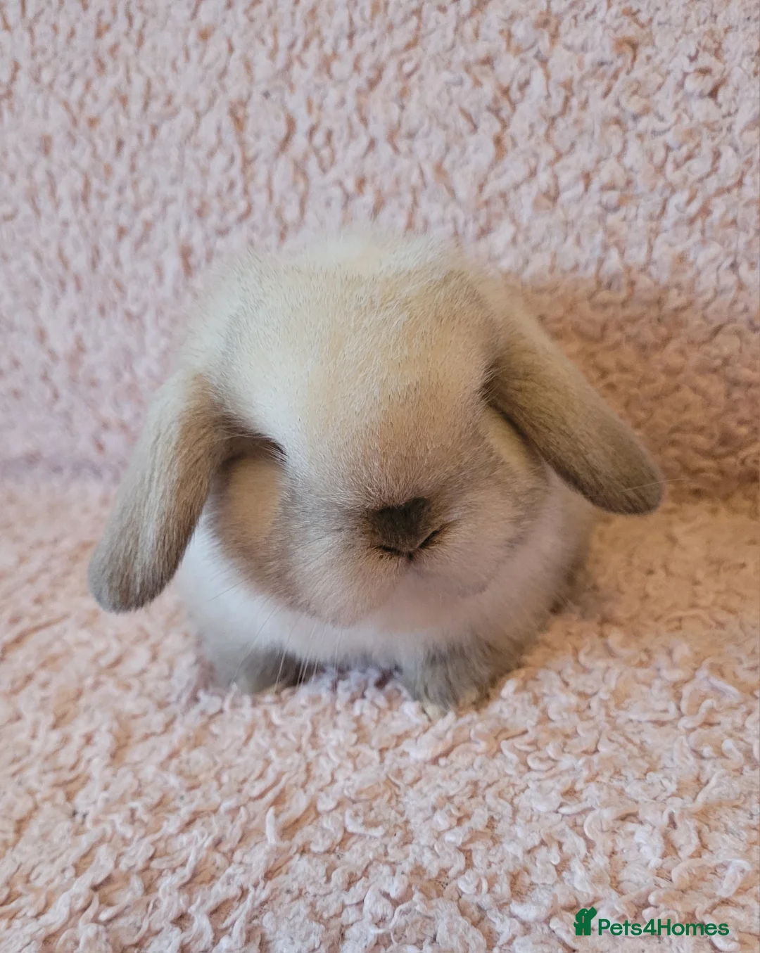 Mini Lop rabbits for sale: Beautiful Purebred Mini Lop Bunnies - Advert 2