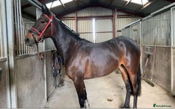 American Standardbred horses for sale: Allrounder horse  - Image 5