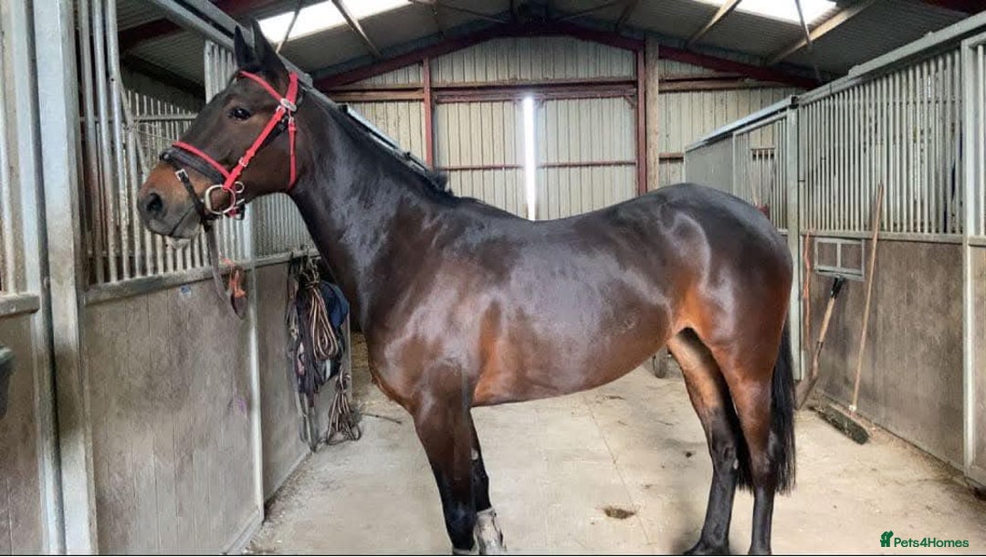 American Standardbred horses for sale: Allrounder horse  - Image 5