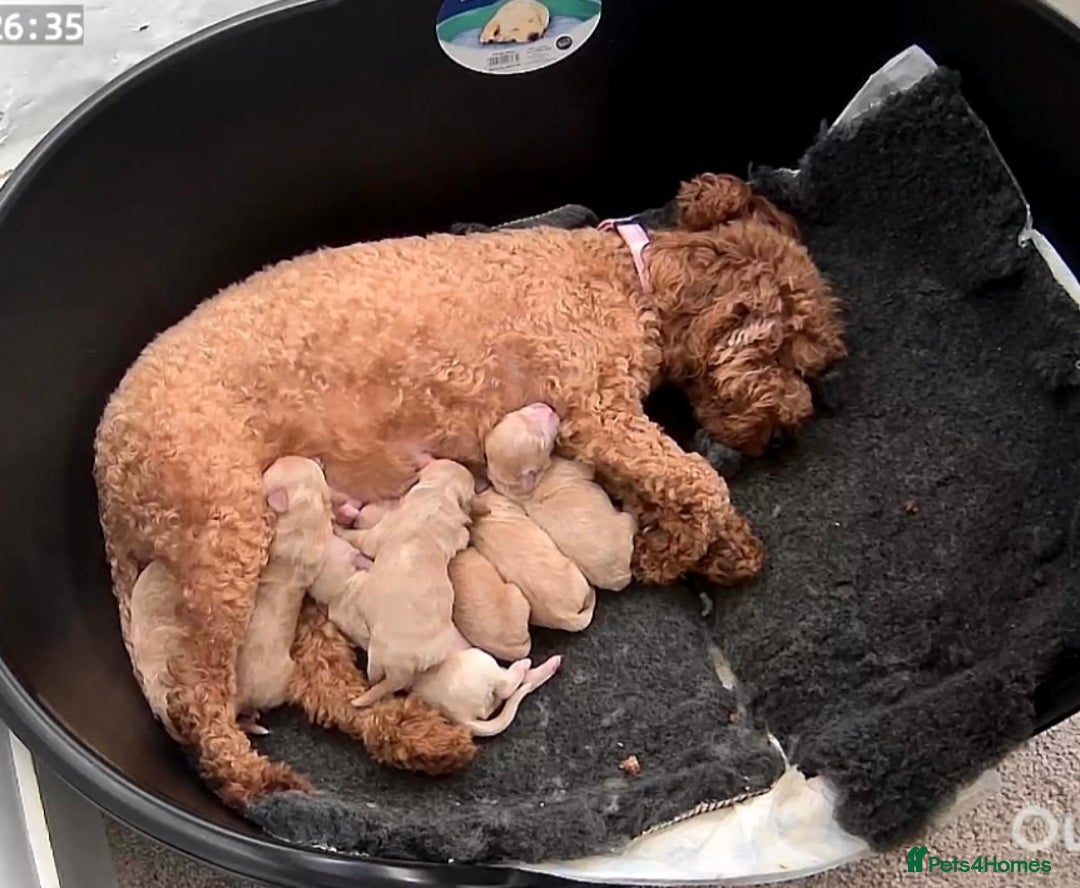 Maltipoo dogs for sale: Beautiful Male Maltipoo F1 Pups - Image 35