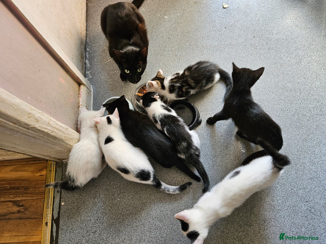 British Shorthair cats for sale: Kittens in Northampton - Image 1