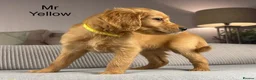 Goldendoodle dogs for sale: BEAUTIFUL HEALTHY LOVING PUPPIES  - Advert 15