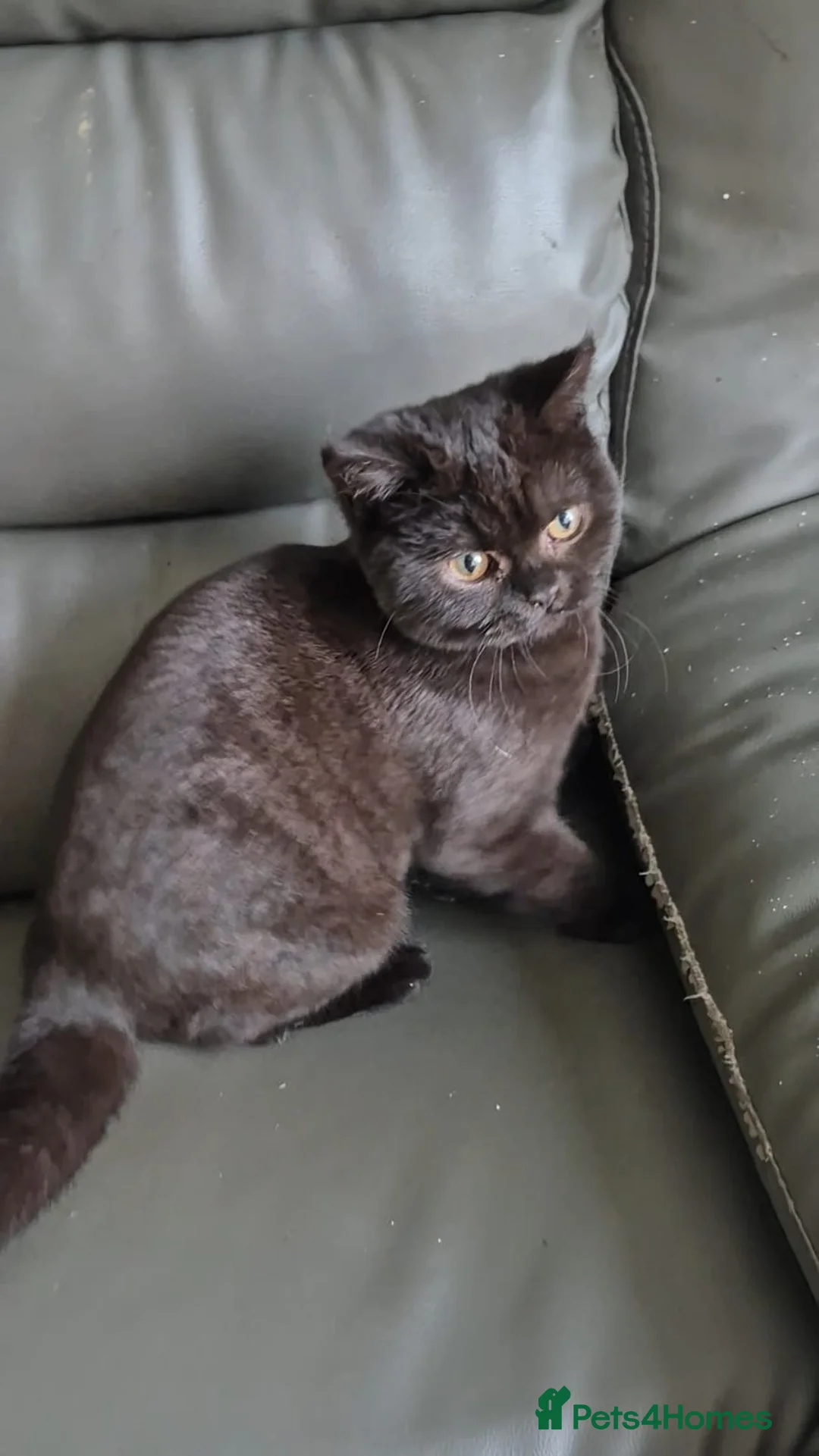 British Shorthair cats for sale: Bsh black girl,*ready to leave* - Advert 8