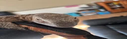 Monitor reptiles for sale: White throat monitor - Advert 6