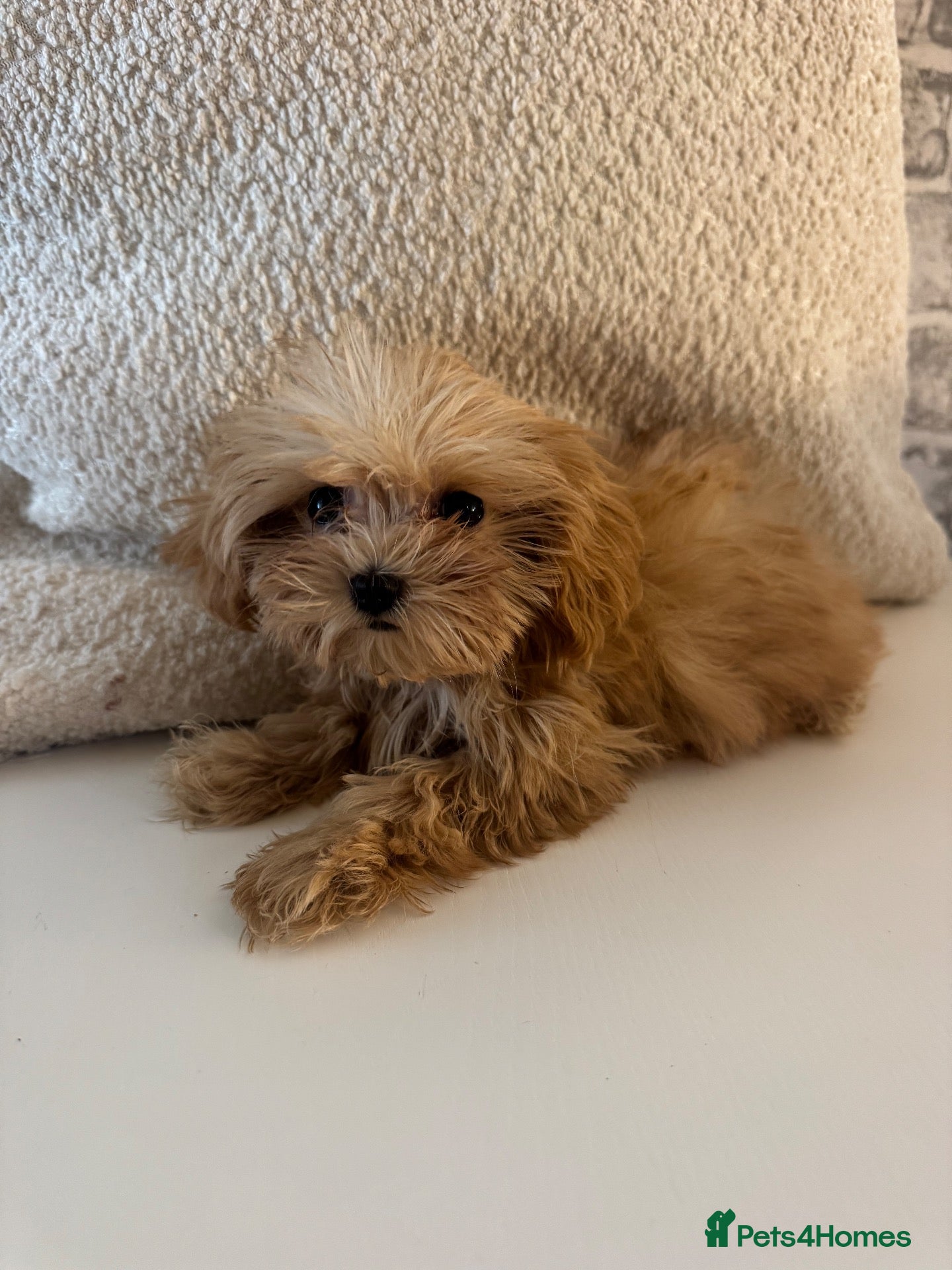 Maltipoo dogs Red Korean maltipoos 3x males tiny  - Advert 2