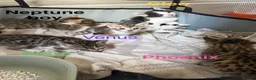 Bengal cats for sale: Bengal / Norwegian forest - Advert 19