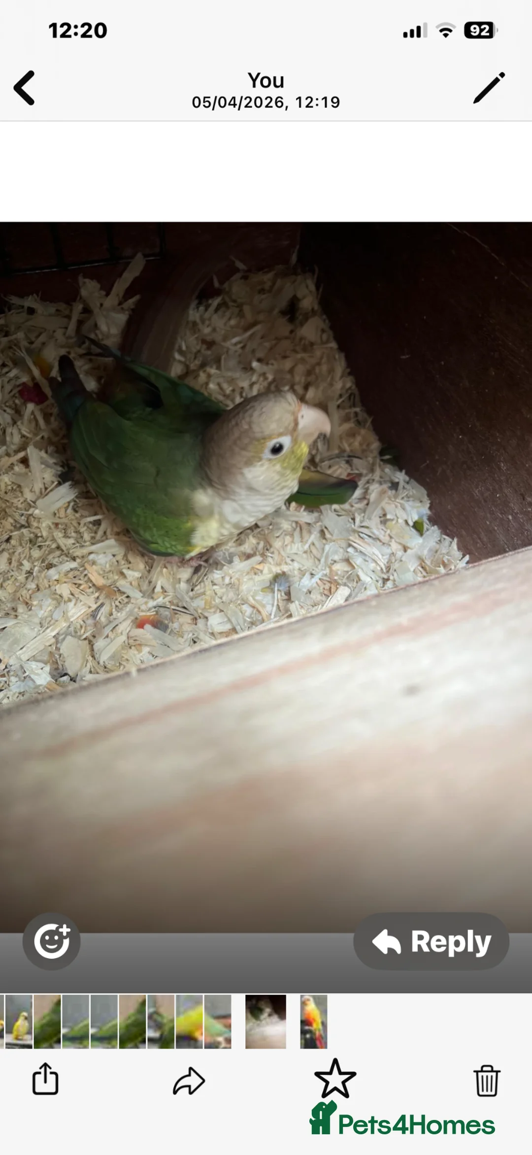 Conures birds for sale: Breeding pair - Advert 2